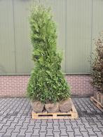 Direct leverbaar - Diverse hagen, Tuin en Terras, Planten | Tuinplanten, Ophalen of Verzenden, Bloeit niet, Overige soorten, Volle zon