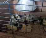 Brahma Küken, Meerdere dieren, Kip