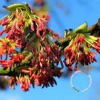 Parrotia persica Perzisch ijzerhout rode herfstkleur, Tuin en Terras, Planten | Bomen, Halfschaduw, Lente, Ophalen of Verzenden