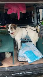 Rex zoekt een lieve baas!, 1 tot 2 jaar, Buitenland, Parvo, Eén hond