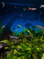Guppies, Dieren en Toebehoren, Vis