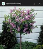 Sering stam & Dwergsering, Tuin en Terras, Ophalen, Zomer, Volle zon, Overige soorten