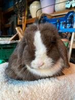 Minilop voedster, Vrouwelijk, Middelgroot, Hangoor, 0 tot 2 jaar