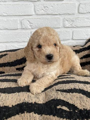 Maltipoo pups, maltezer x toy poedel beschikbaar voor biedingen