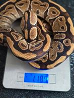 Koppel ballpythons russo , regius., Slang