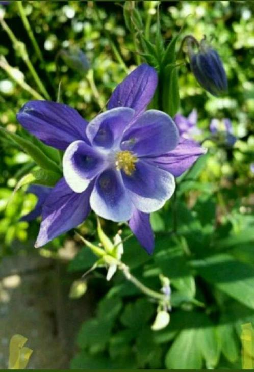Aquilegia vulgaris- vaste plant, Tuin en Terras, Planten | Tuinplanten, Overige soorten, Volle zon, Zomer, Ophalen