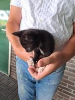 Lieve sociale kittens, Dieren en Toebehoren, Poes