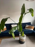 Strelitzia Nicolai - Paradijsvogelplant 2m hoog, Huis en Inrichting, Kamerplanten, Ophalen, Overige soorten, Halfschaduw, In pot