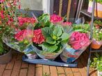 Hortensia (roze), Tuin en Terras, Planten | Tuinplanten, Halfschaduw, Zomer, Vaste plant, Ophalen of Verzenden