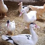 Muskes eenden grote groep, Dieren en Toebehoren, Pluimvee, Meerdere dieren, Eend
