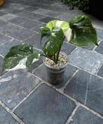 Monstera Medusa Variegata, Huis en Inrichting, Kamerplanten, Overige soorten, In pot, Minder dan 100 cm, Bloeiende kamerplant