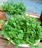 Grote schaal met violen, Volle zon, Eenjarig, Lente, Ophalen