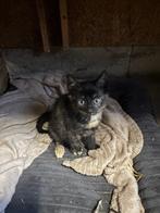 Kittens, Dieren en Toebehoren, Katten en Kittens | Overige Katten, Meerdere dieren, Kortharig, 0 tot 2 jaar