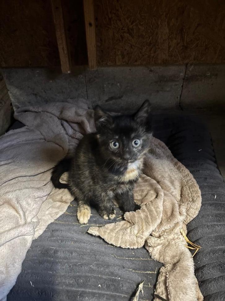 Kittens, Dieren en Toebehoren, Katten en Kittens | Overige Katten, Kortharig, Meerdere dieren, 0 tot 2 jaar