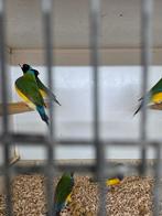 6 gould amadine mannen, Dieren en Toebehoren, Vogels | Overige Vogels, Mannelijk