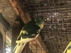 Koppels kakarikie, Dieren en Toebehoren, Meerdere dieren, Parkiet