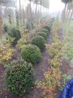 taxus (Baccata), Tuin en Terras, Ophalen, Bloeit niet, Halfschaduw, Overige soorten
