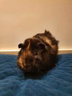 Jonge cavia beertje te koop., Dieren en Toebehoren, December, Mannelijk, Cavia