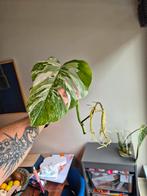 Monstera Variegata Stek - Prachtige Tekening!, Ophalen of Verzenden