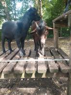 Twee tamme dwergbokjes te koop, Dieren en Toebehoren, Schapen, Geiten en Varkens, Mannelijk, Geit, 0 tot 2 jaar