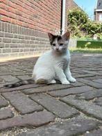 Europese korthaar/ ragdoll, Meerdere dieren, Ontwormd, 0 tot 2 jaar