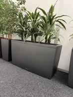 Lechuza Plantenbaken  Hydrocultuur, Kunststof, 100 cm of meer, Ophalen of Verzenden, Zo goed als nieuw