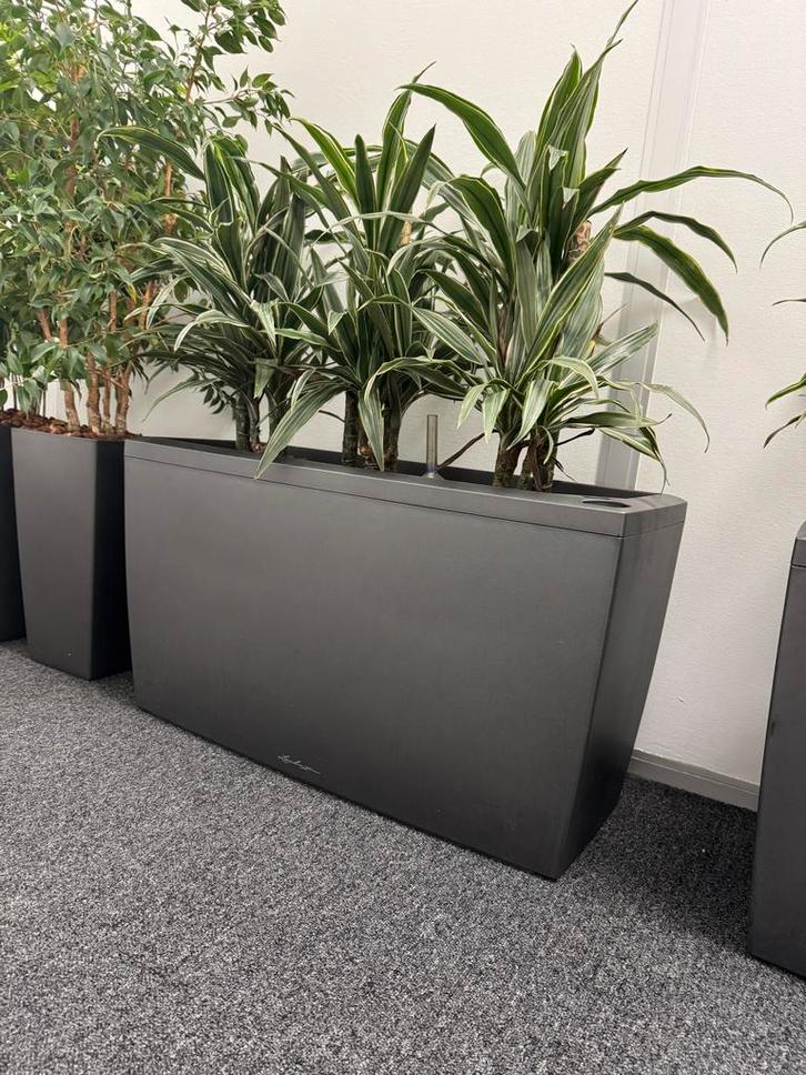 Lechuza Plantenbaken  Hydrocultuur, Tuin en Terras, Bloembakken en Plantenbakken, Zo goed als nieuw, Kunststof, Binnen, 30 tot 60 cm