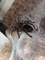 Lasiodora klugi vrouw volwassen, Dieren en Toebehoren, Spin of Schorpioen