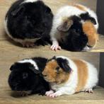 Us teddy beertjes !!, Dieren en Toebehoren, Knaagdieren, Cavia, Mannelijk, November, Tam