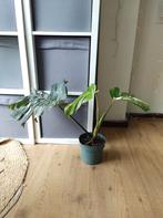 Monstera Deliciosa Variegata Big leaves and high variegation, Huis en Inrichting, Kamerplanten, Ophalen, Overige soorten, Halfschaduw
