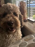 Australian labradoodle teefje medium!, Dieren en Toebehoren, Overige rassen, CDV (hondenziekte), 8 tot 15 weken, Teef