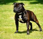 Staffordshire Bull Terriër Dekreu Engelse Stafford, Rabiës (hondsdolheid), Reu, Eén hond, 3 tot 5 jaar