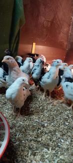 Hanen gratis af te halen., Dieren en Toebehoren, Mannelijk, Kip