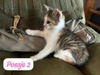 Mooie kittens!, Dieren en Toebehoren, Katten en Kittens | Overige Katten, Poes, Kortharig, 0 tot 2 jaar