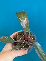 Philodendron Pink Princess plantjes, Ophalen of Verzenden, Overige soorten, Minder dan 100 cm
