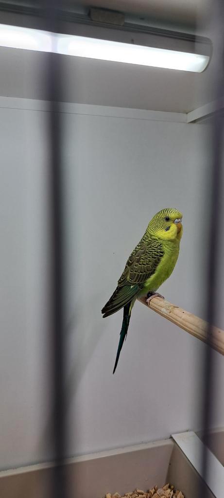 Nog 2 Jonge Grasparkieten, Dieren en Toebehoren, Vogels | Parkieten en Papegaaien, Parkiet, Meerdere dieren, Geringd