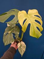 Monstera Mint p12 (1)
