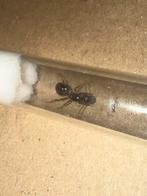 Messor barbarus mieren koningin, Dieren en Toebehoren