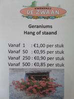 Geraniums, Volle zon, Eenjarig, Zomer, Ophalen