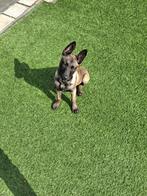 Gezocht : gastgezin voor puppy of jonge hond!, Rabiës (hondsdolheid), Reu, 8 tot 15 weken, Eén hond