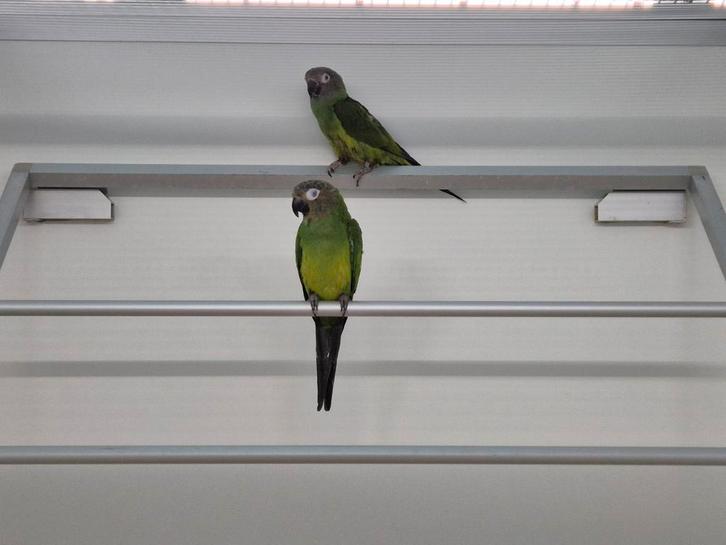 Te koop broedrijp koppel weddel aratinga, Dieren en Toebehoren, Vogels | Parkieten en Papegaaien, Parkiet, Meerdere dieren, Geringd