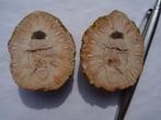 Araucaria mirabilis, fossilized pine cone, Ophalen of Verzenden, Fossiel