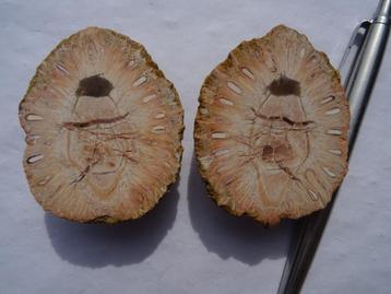 Araucaria mirabilis, fossilized pine cone beschikbaar voor biedingen