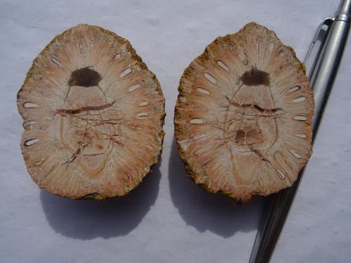 Araucaria mirabilis, fossilized pine cone, Verzamelen, Mineralen en Fossielen, Fossiel, Ophalen of Verzenden