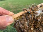 Buckfast koningin dochter van een varoa resistente moer., Dieren en Toebehoren, Insecten en Spinnen, Bijen