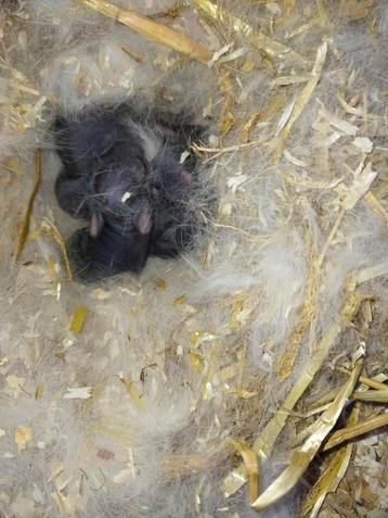 Nestje Nederlandse hangoor dwerg konijnen beschikbaar voor biedingen