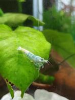 Blue bolt garnalen Caridina cantonensis., Dieren en Toebehoren, Kreeft, Krab of Garnaal, Zoetwatervis, Schoolvis