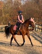 Lease paard aangeboden, Ophalen of Verzenden, Zo goed als nieuw