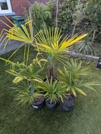 Partij van 5 Trachycarpus fortunei palmen in diverse maten, Ophalen of Verzenden, Gehele jaar, Volle zon