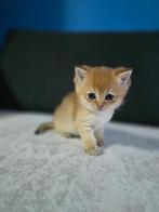 Britse korthaar kitten Golden. moeder heeft stamboom, Kater, Ontwormd, 0 tot 2 jaar